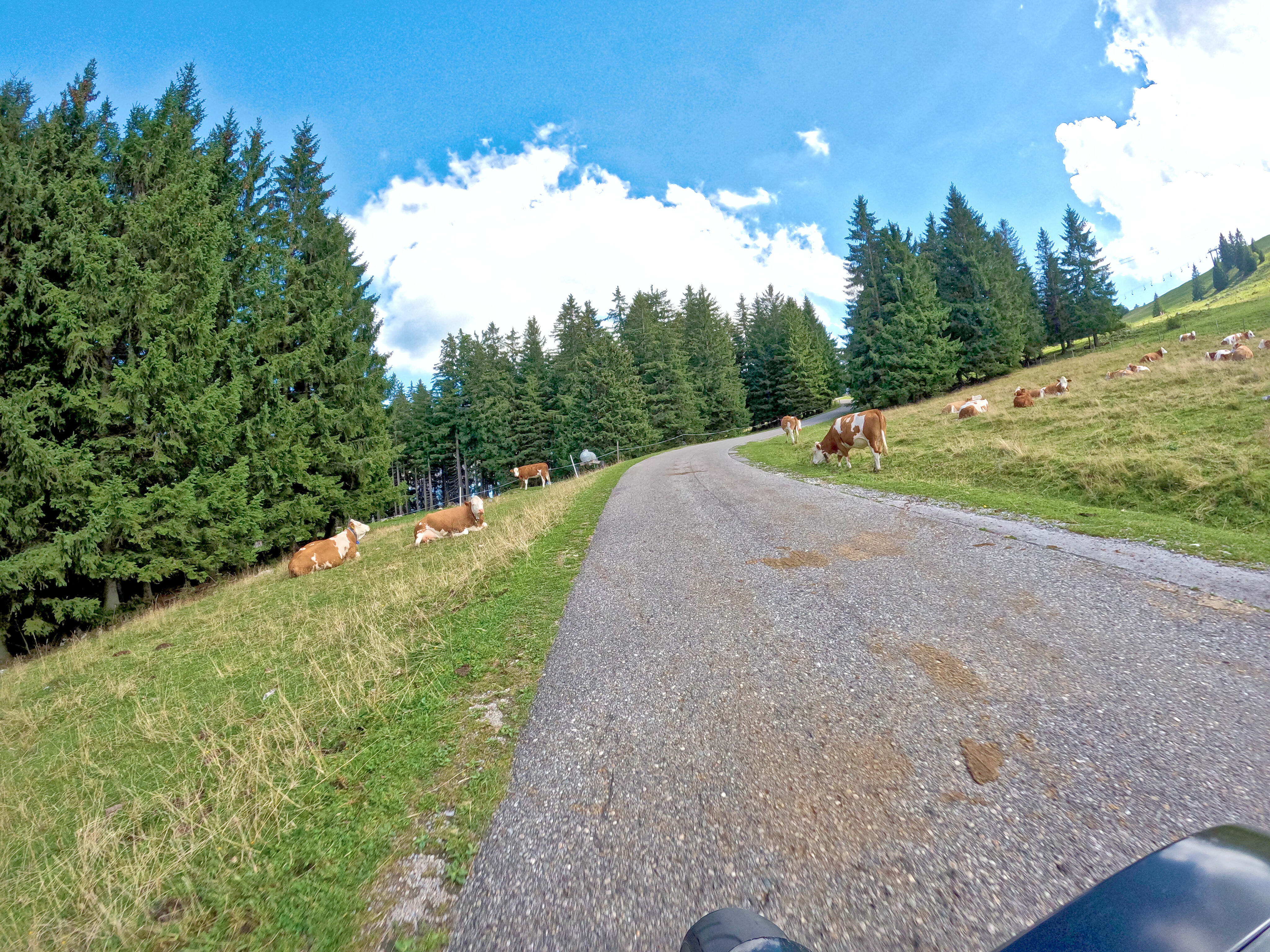 … an vielen Kühen.