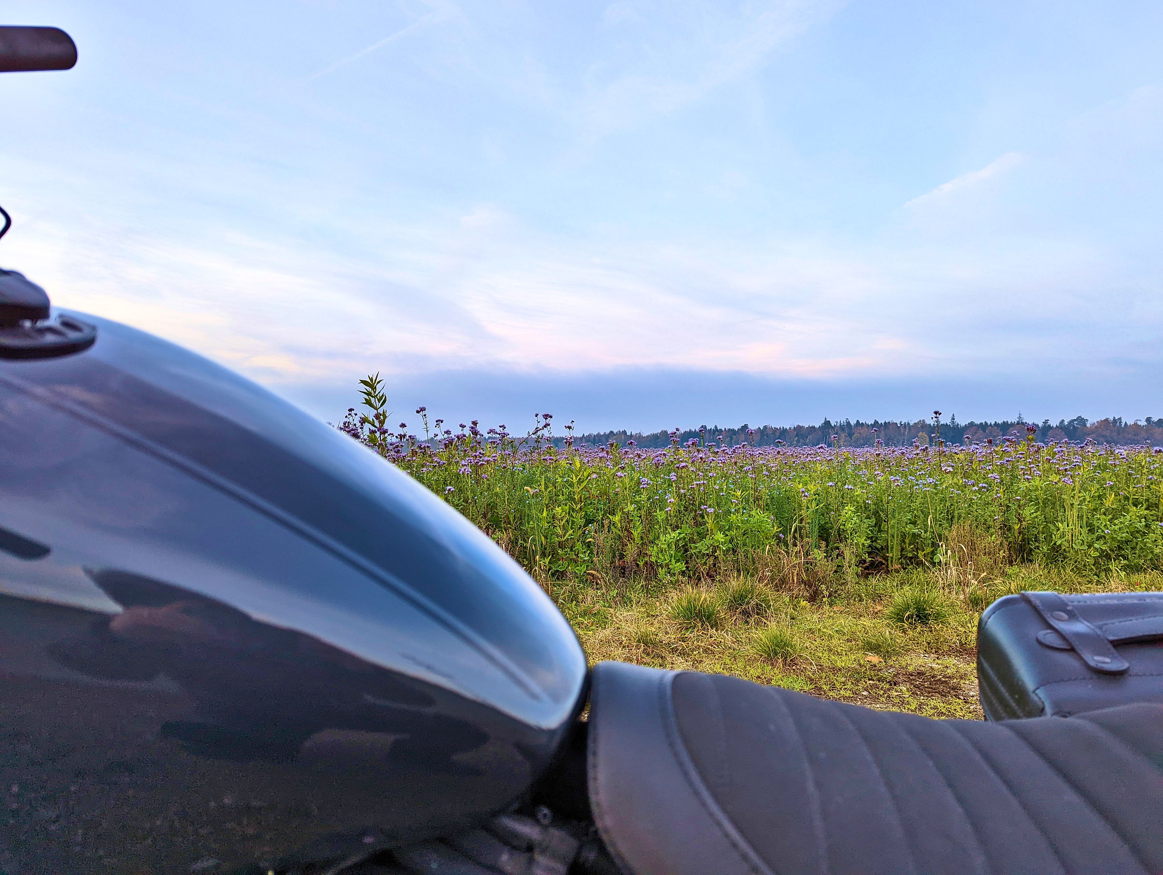 ‘Oh, schöne Blumen’