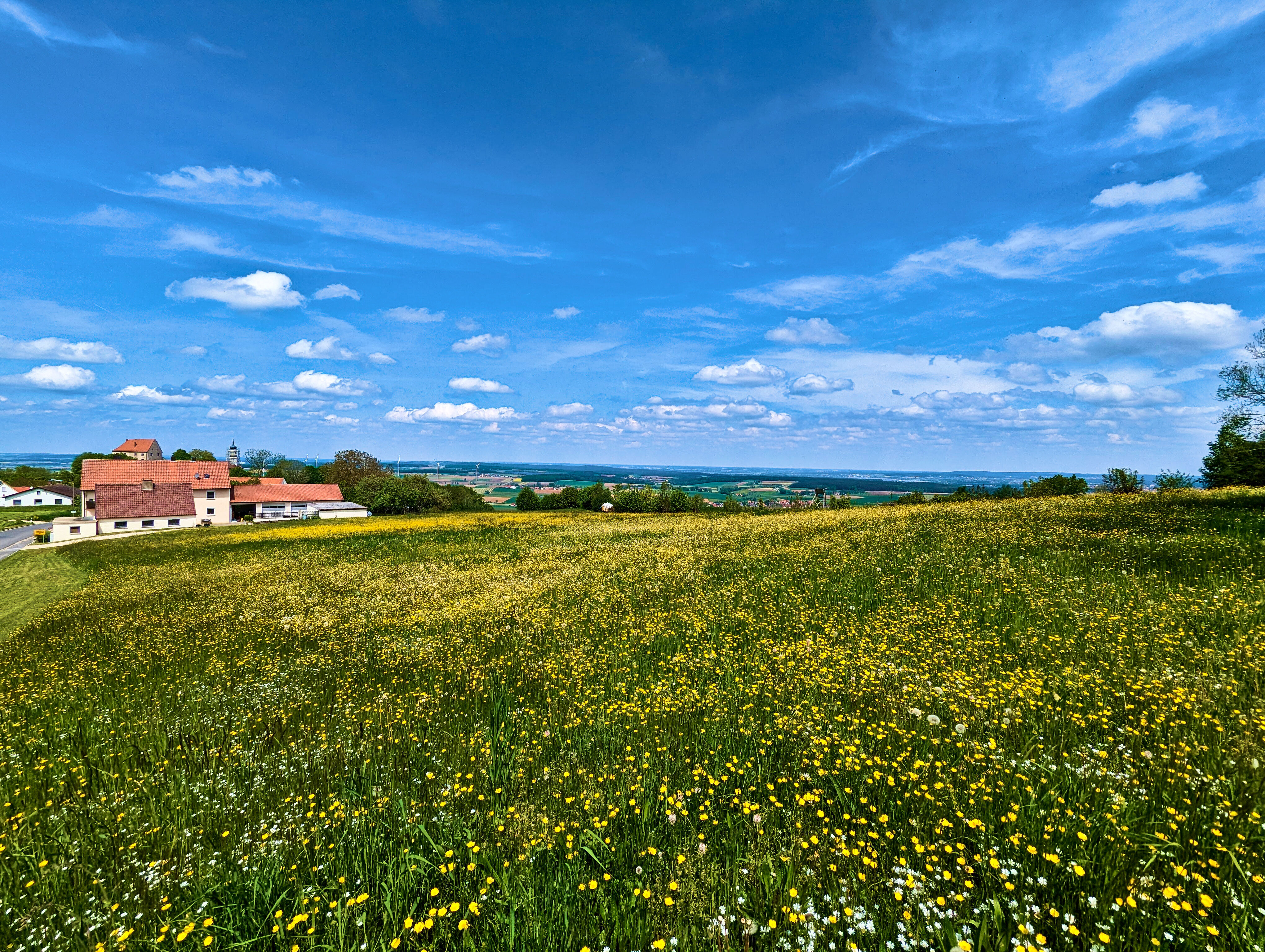 Weitblick mit gelben Blumen