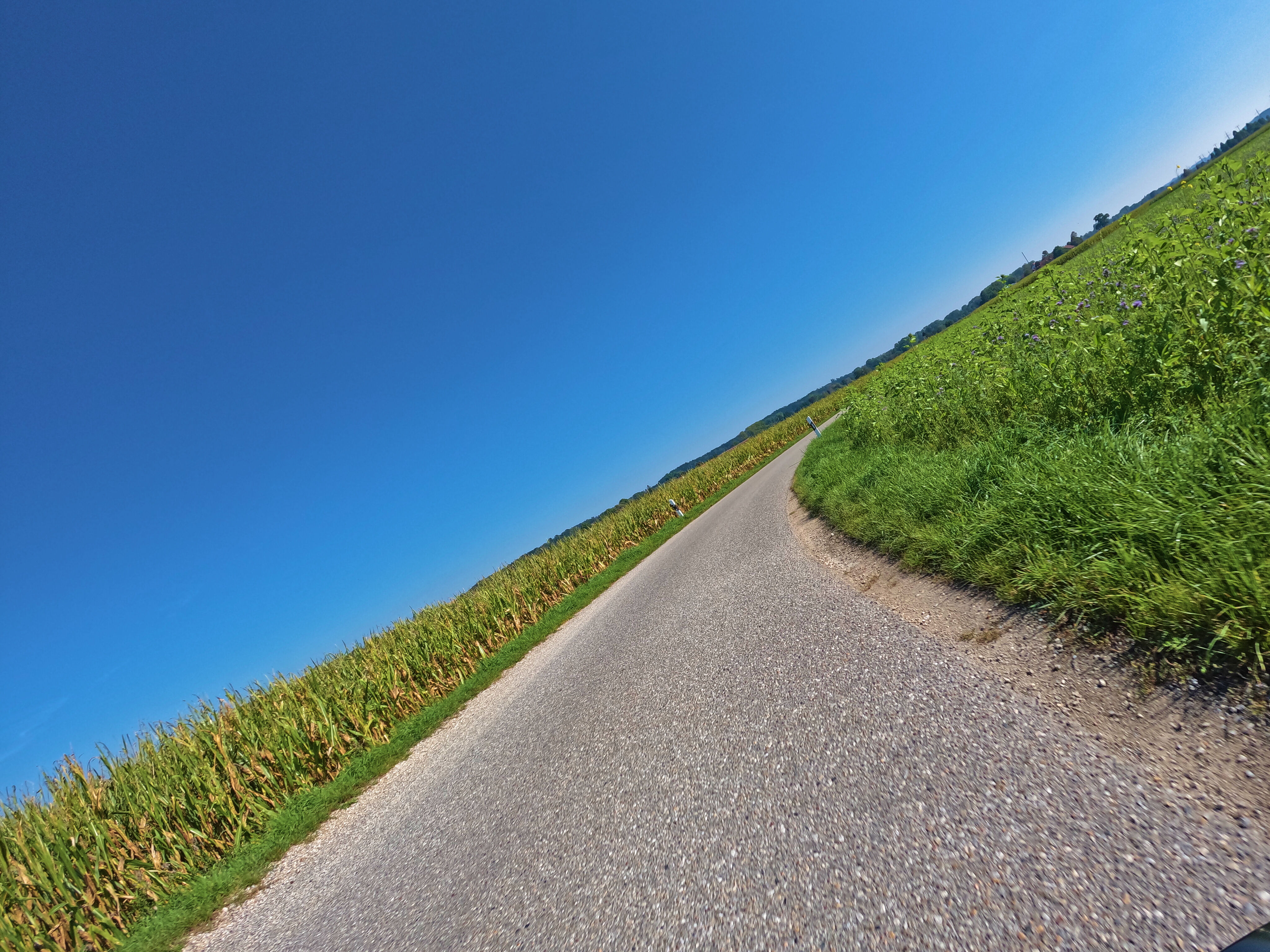 Das Wegelchen wird schmäler …