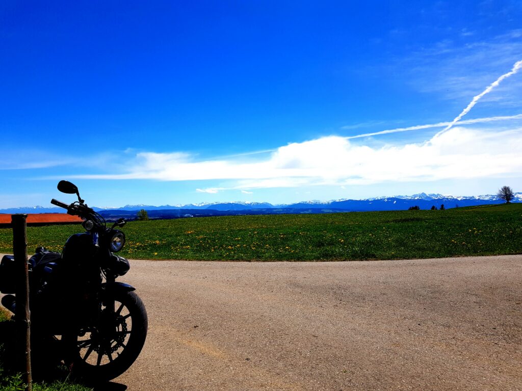 Schon wieder! Löwenzahn!