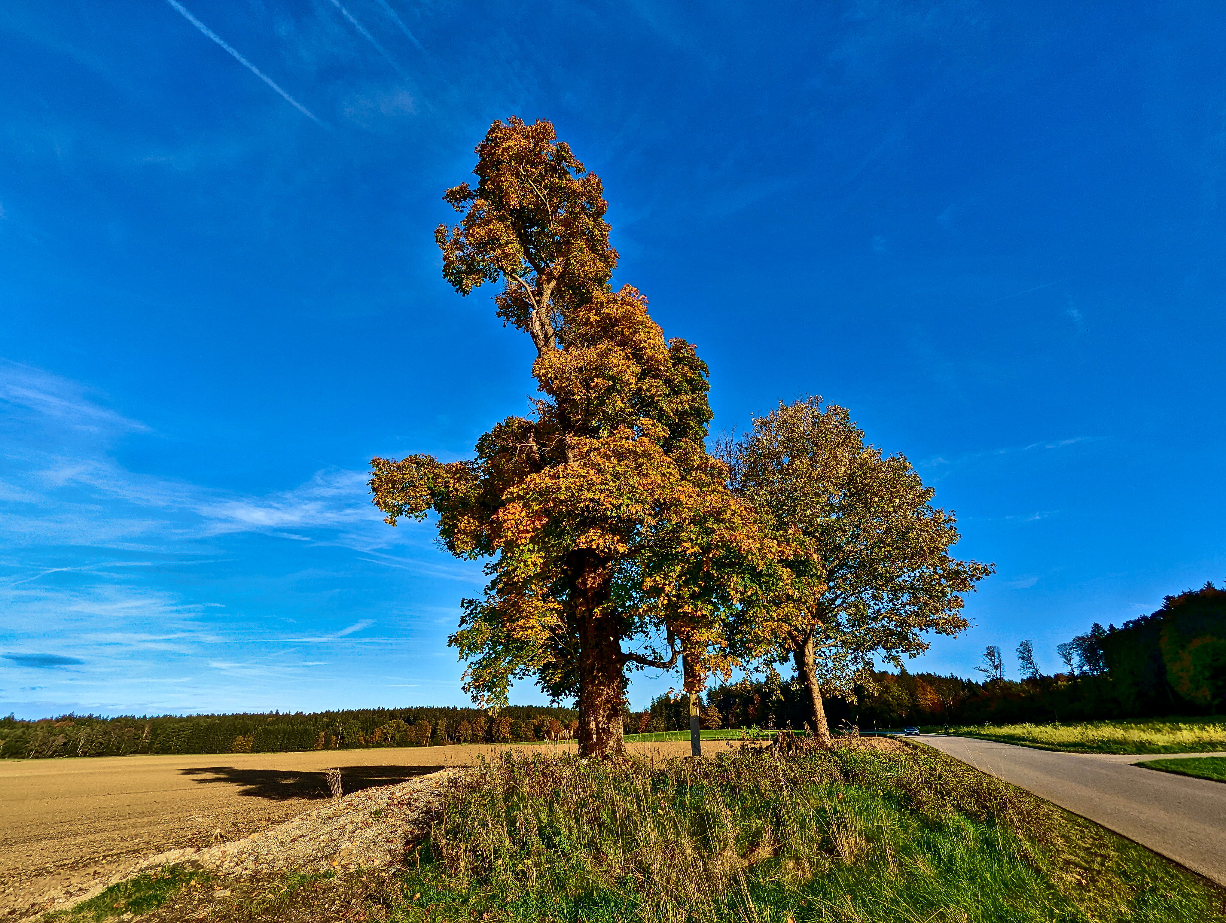 … die Bäume zu färben