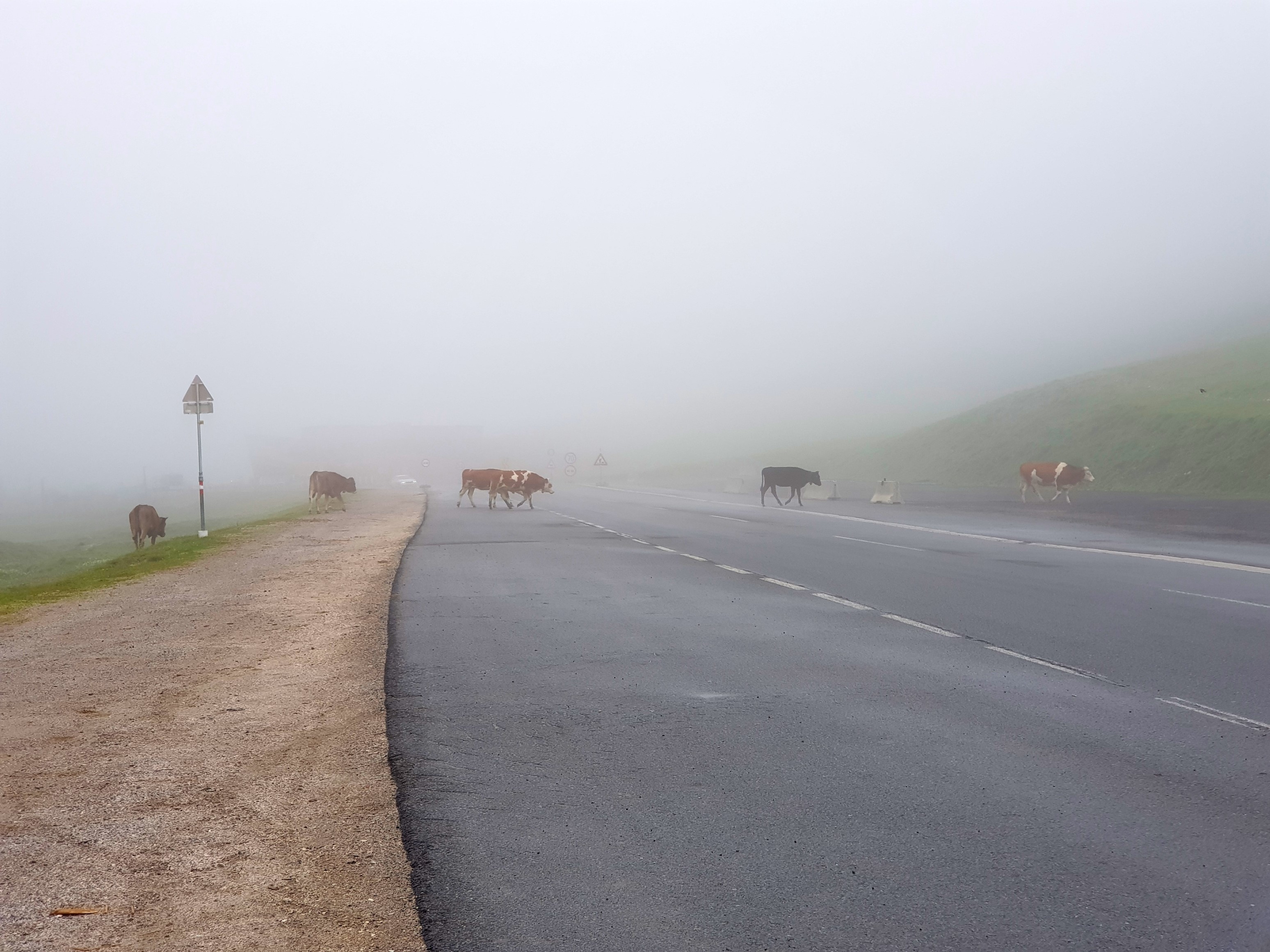 Erst beobachteten sie mich aus nächster Nähe, dann wurde das wohl zu langweilig und sie zogen weiter ihres Weges…