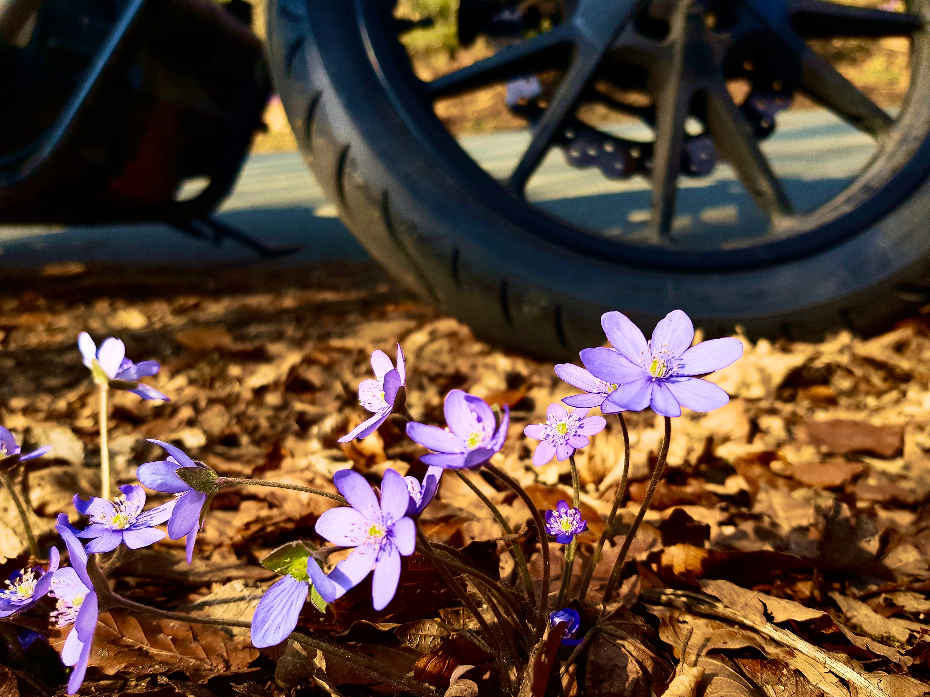 Blümchen, die zweite