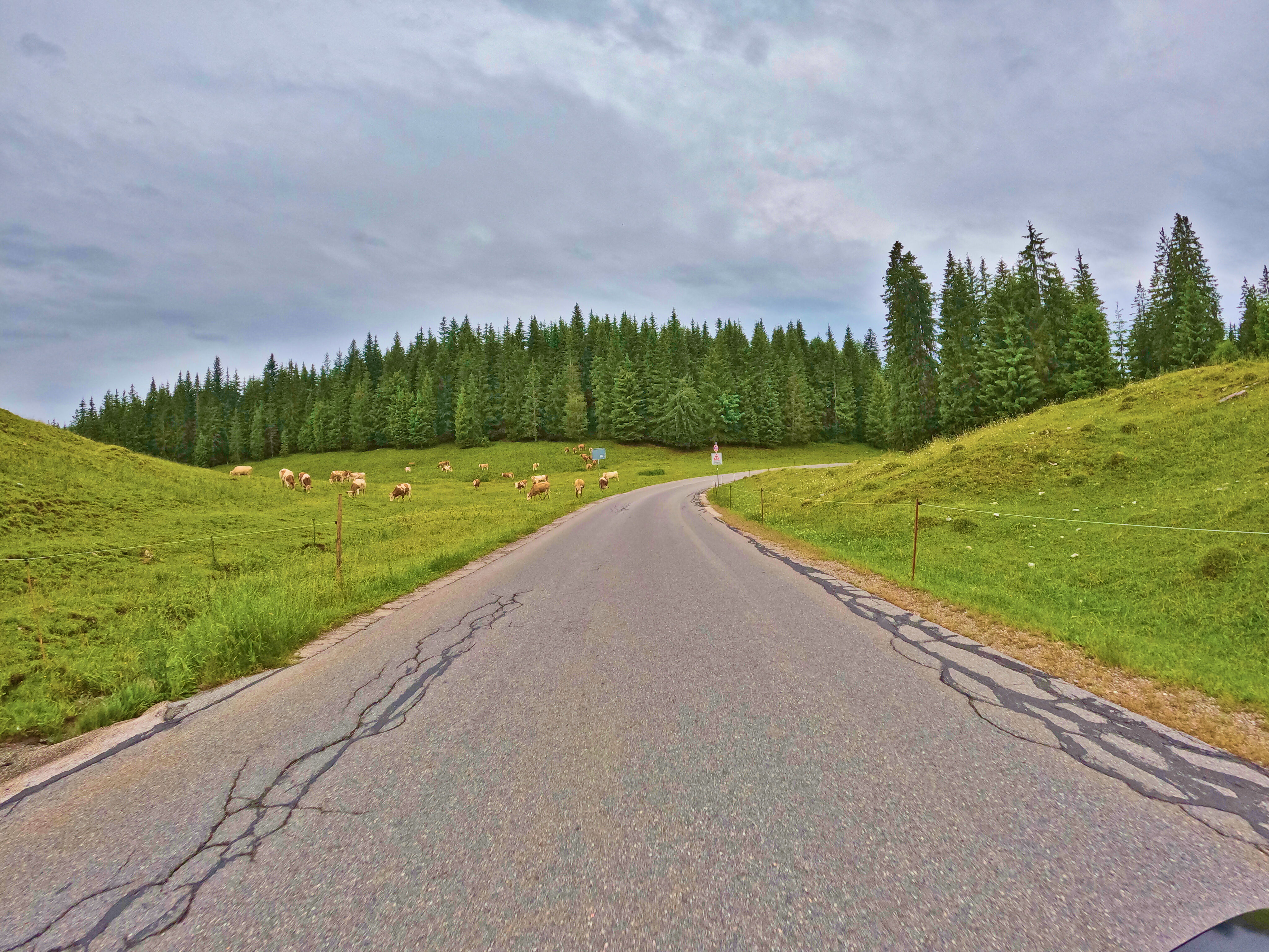 Vorbei an meinen Kuh-Buddies